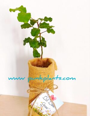 Árbol de algarrobo decorado con saco de yute, lazo y tarjeta