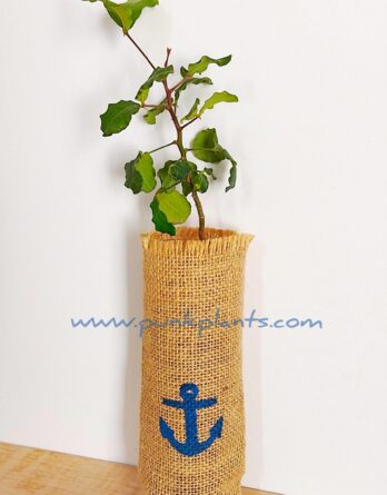 Árbol de algarrobo con saco de yute y pintura